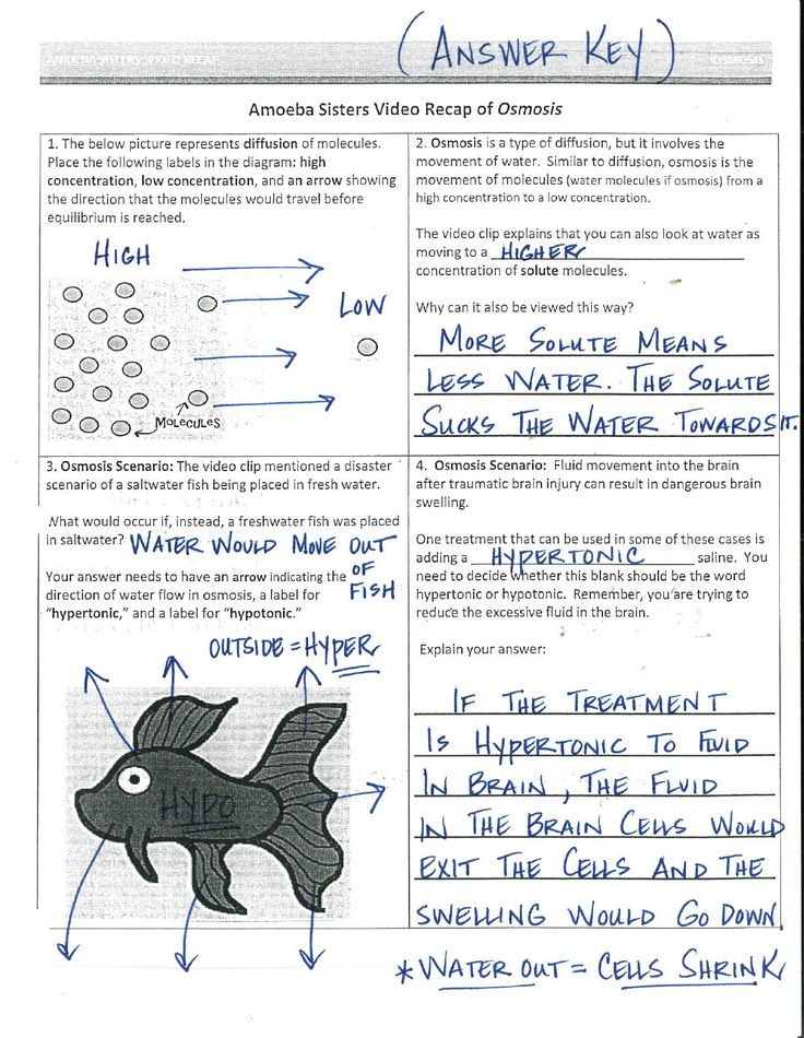 30 Osmosis And Diffusion Worksheet Answers Pdf