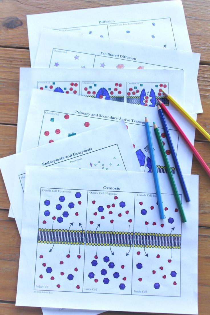 30 Osmosis And Diffusion Worksheet Answers Pdf