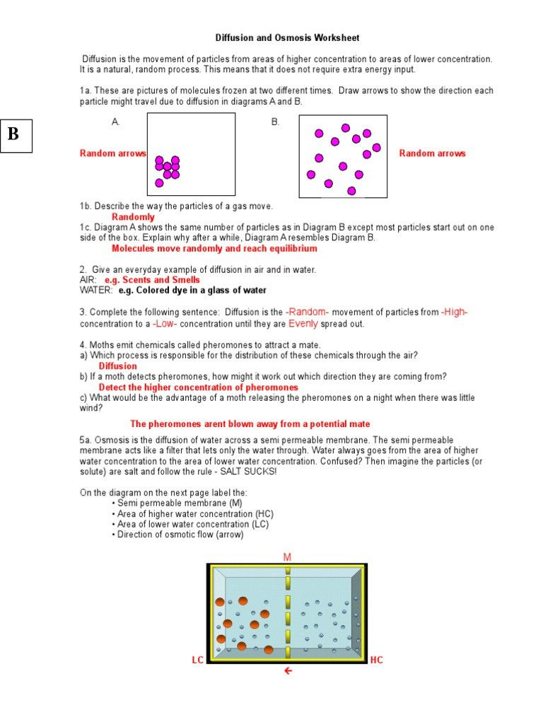 30 Osmosis And Diffusion Worksheet Answers Pdf